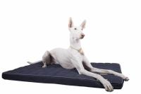 Orthopedic dog bed with Memory foam